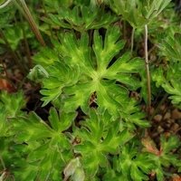 Geranium orientalitibeticum
